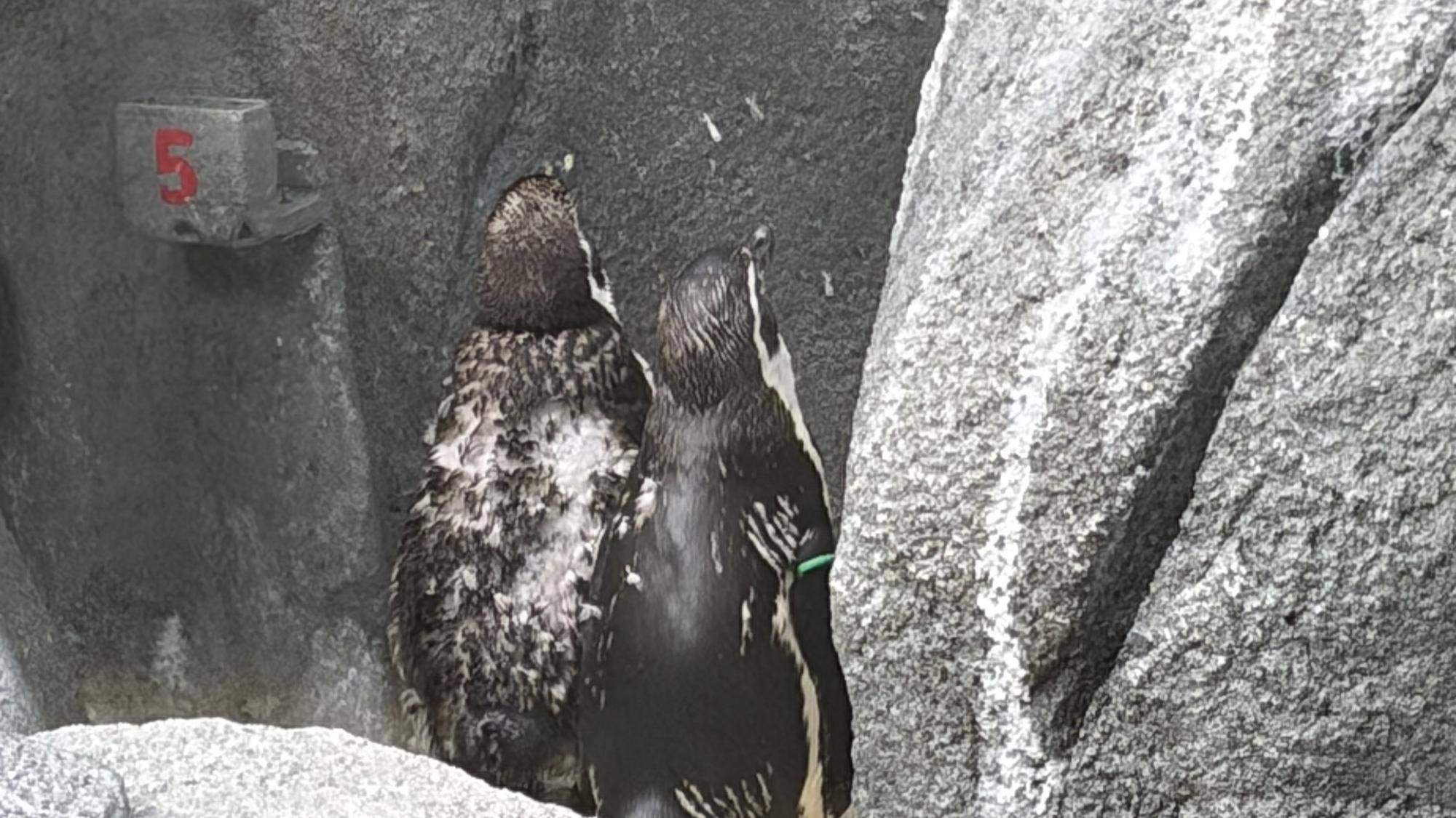 期間限定！ボサボサペンギンの写真