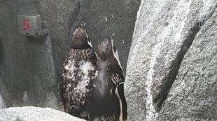 期間限定！ボサボサペンギン