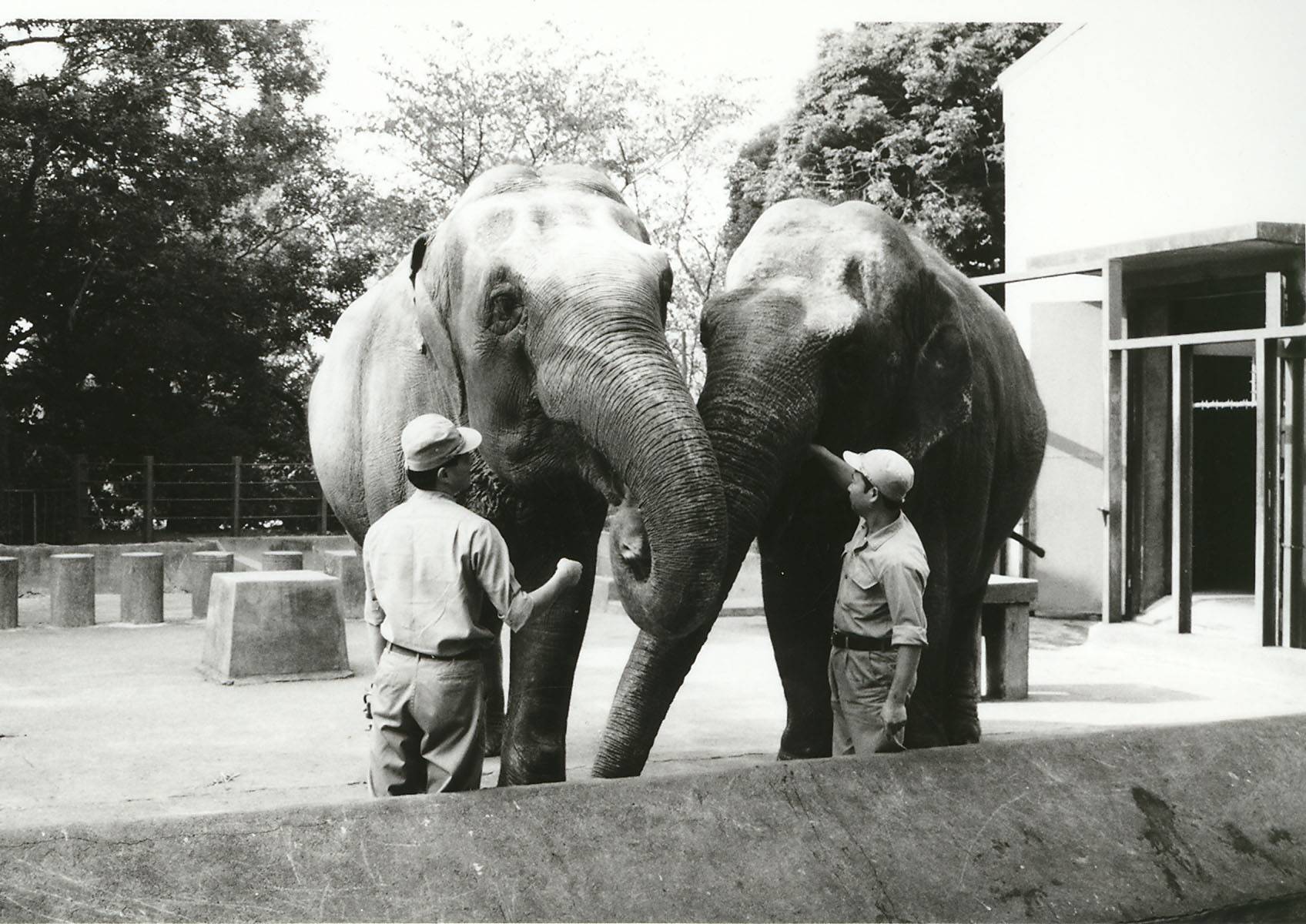【野毛山物語⑫】インドゾウの、はま子さん　その３の写真