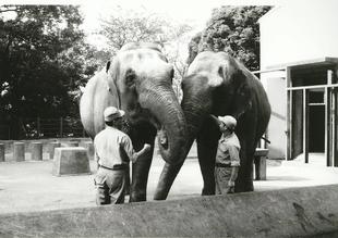 【野毛山物語⑫】インドゾウの、はま子さん　その３