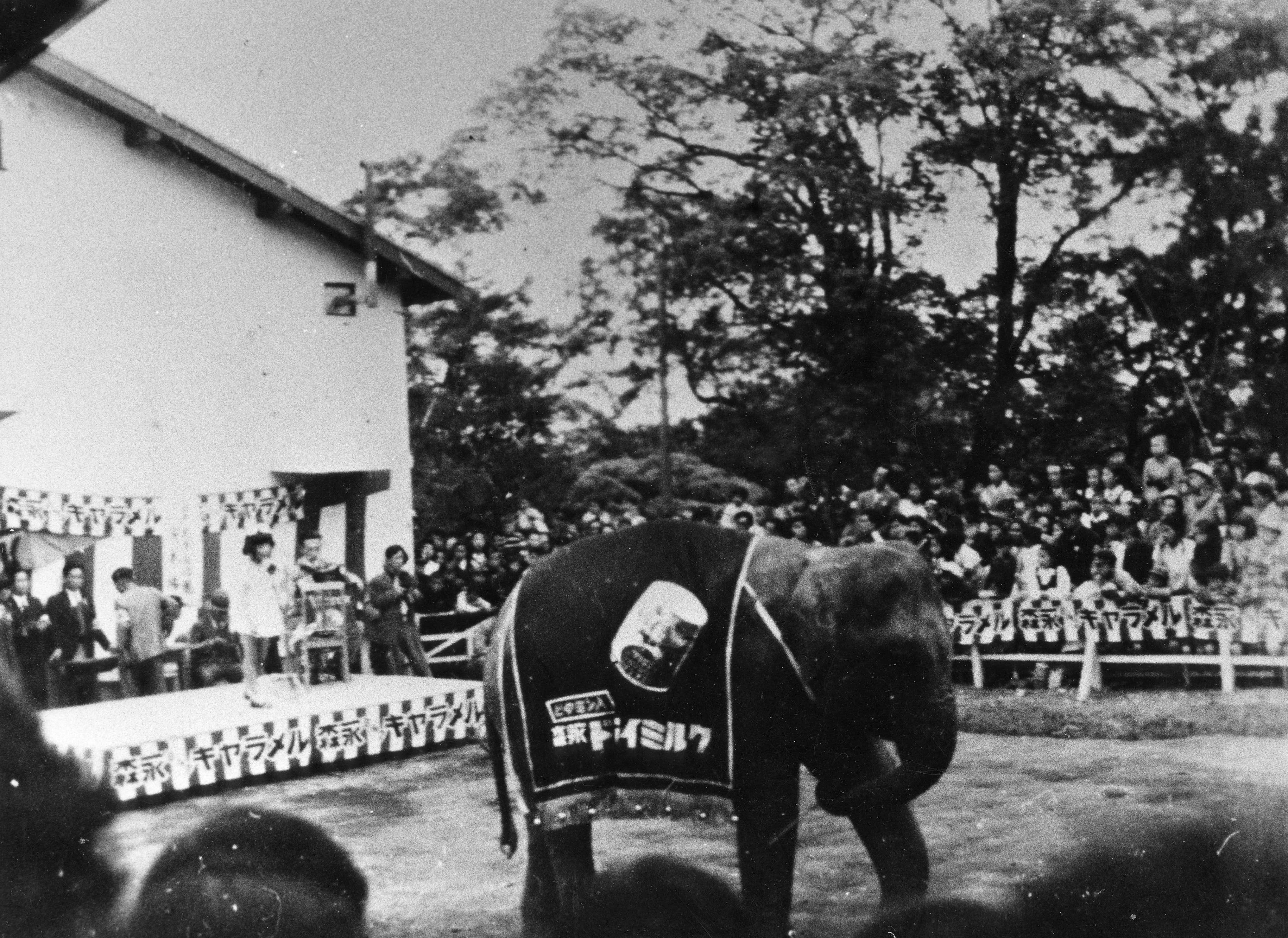 【野毛山物語⑩】インドゾウの、はま子さん　その1の写真
