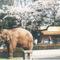 【野毛山物語⑭】インドゾウの、はま子さん　その５の画像