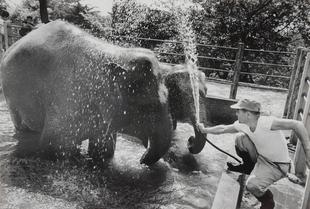 【野毛山物語⑪】インドゾウの、はま子さん　その２