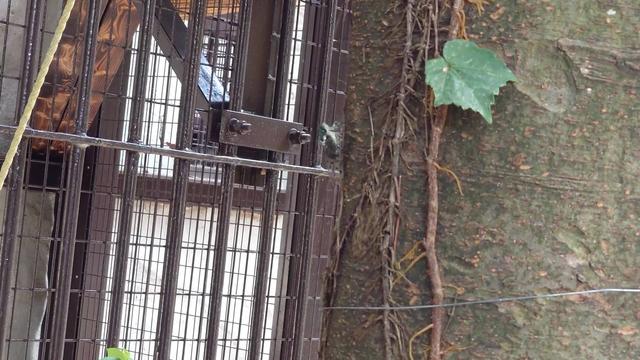 ミンミンゼミ2