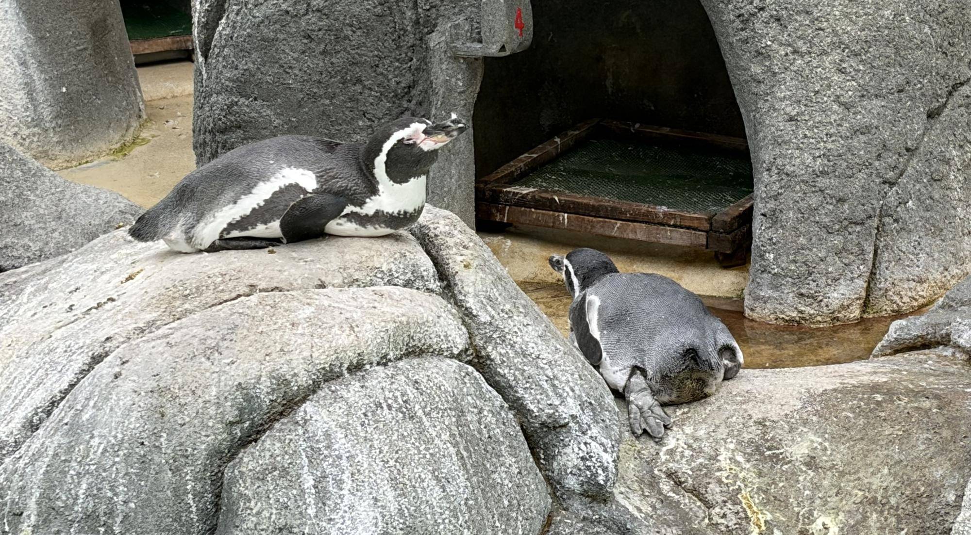 期間限定！ボサボサペンギン　後編の写真