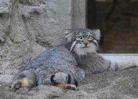 どうぶつガイド10月の予定　の画像