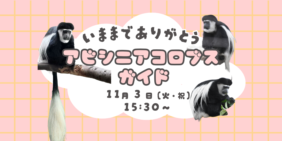 今までありがとう　アビシニアコロブスガイドの写真