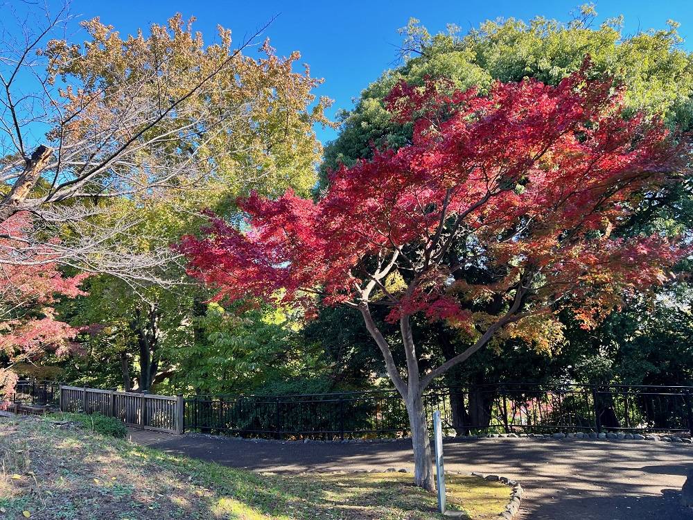 5.佐久間象山 いろは紅葉.jpg
