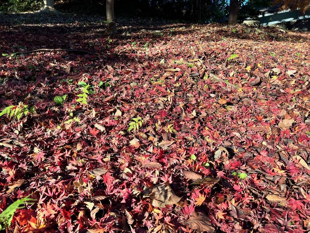 3.散策 木造橋.jpg