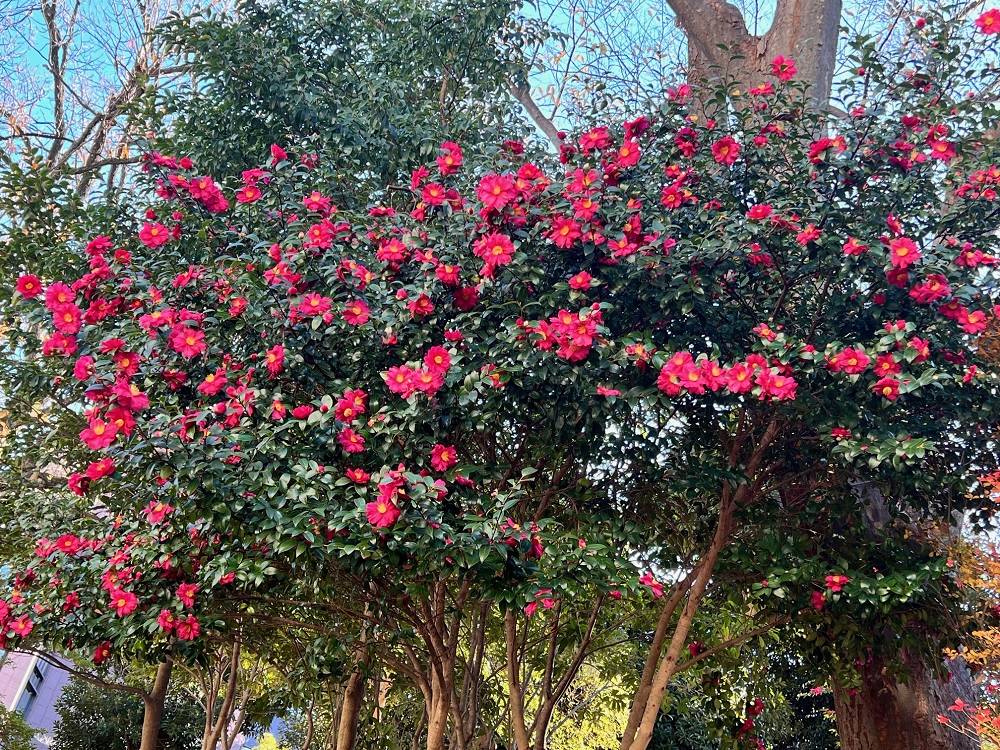 6.公園各所　椿.jpg