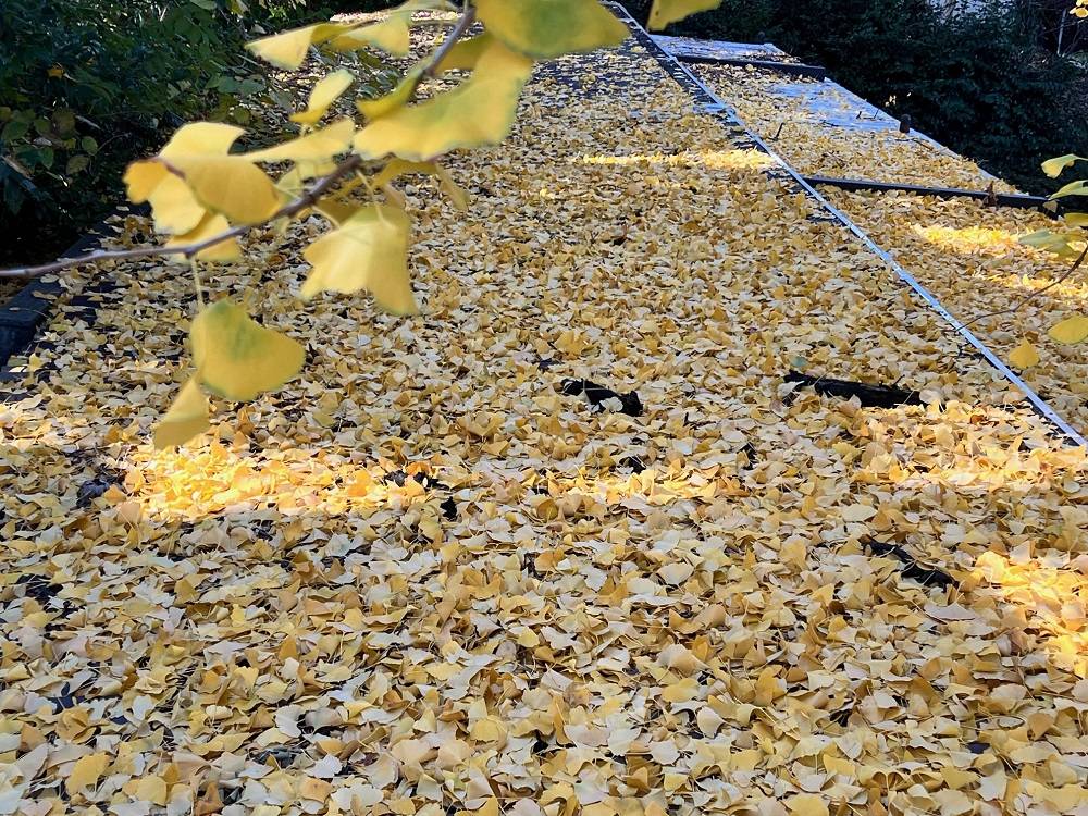 5.園内 イチョウ.jpg