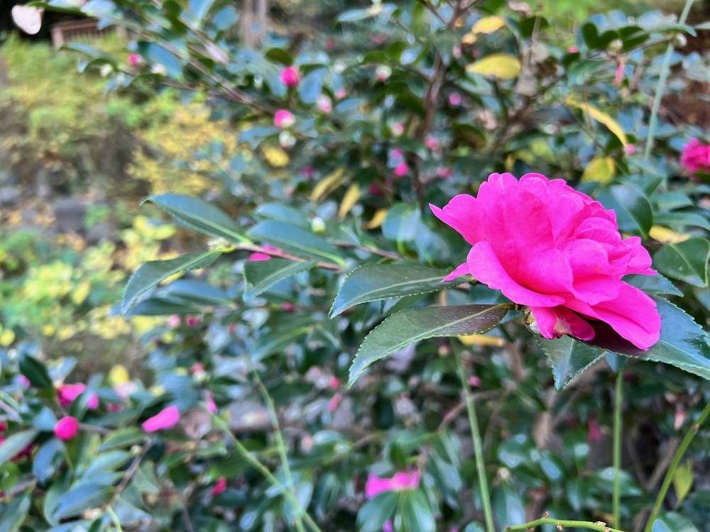 7.散策　椿一輪.jpg