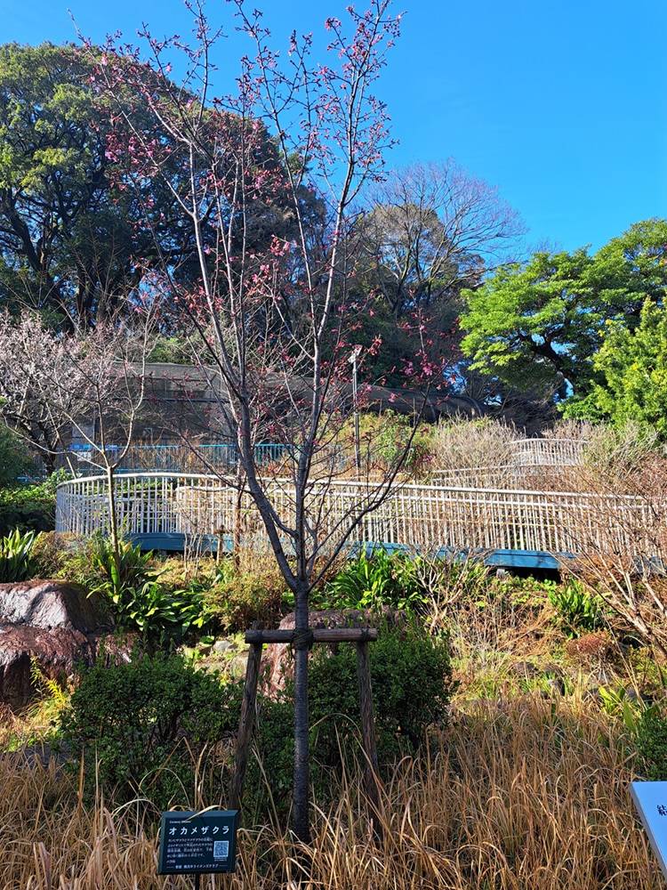 0220オカメザクラ引き2.jpg