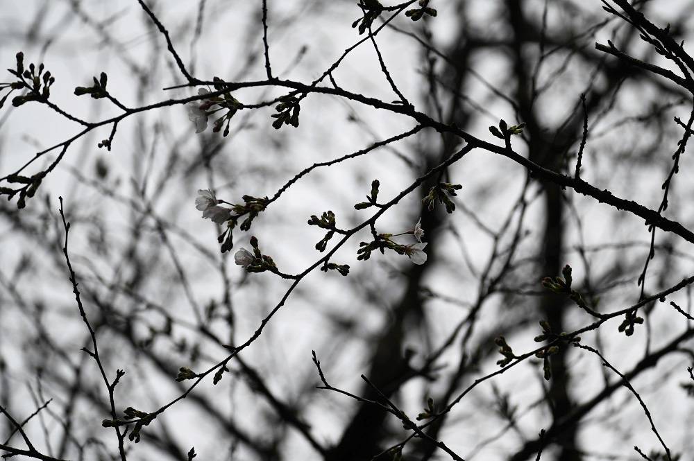 ライオン (2).jpg