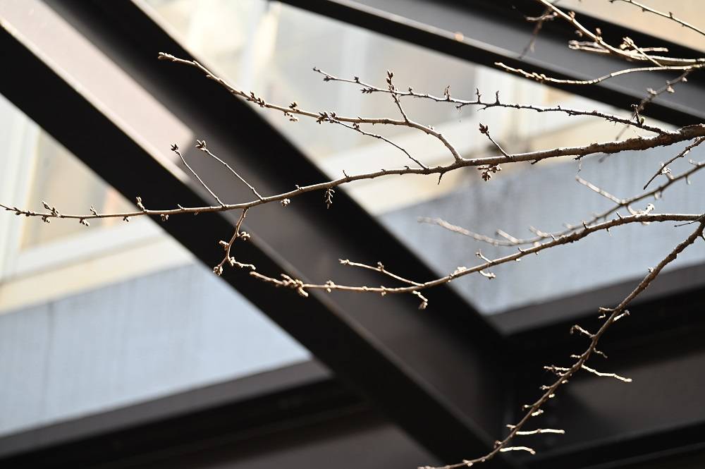 ライオン (2).jpg