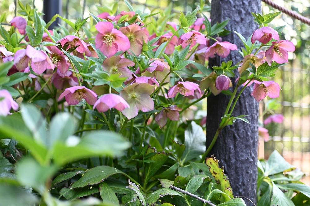 クリスマスローズ (3).jpg