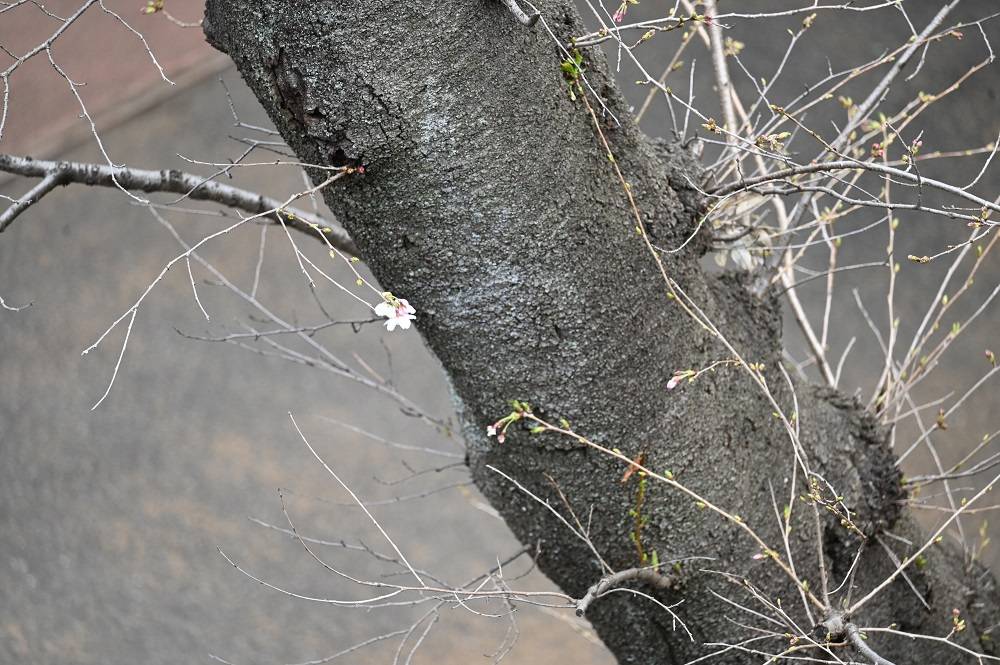 は虫類館 (1).jpg