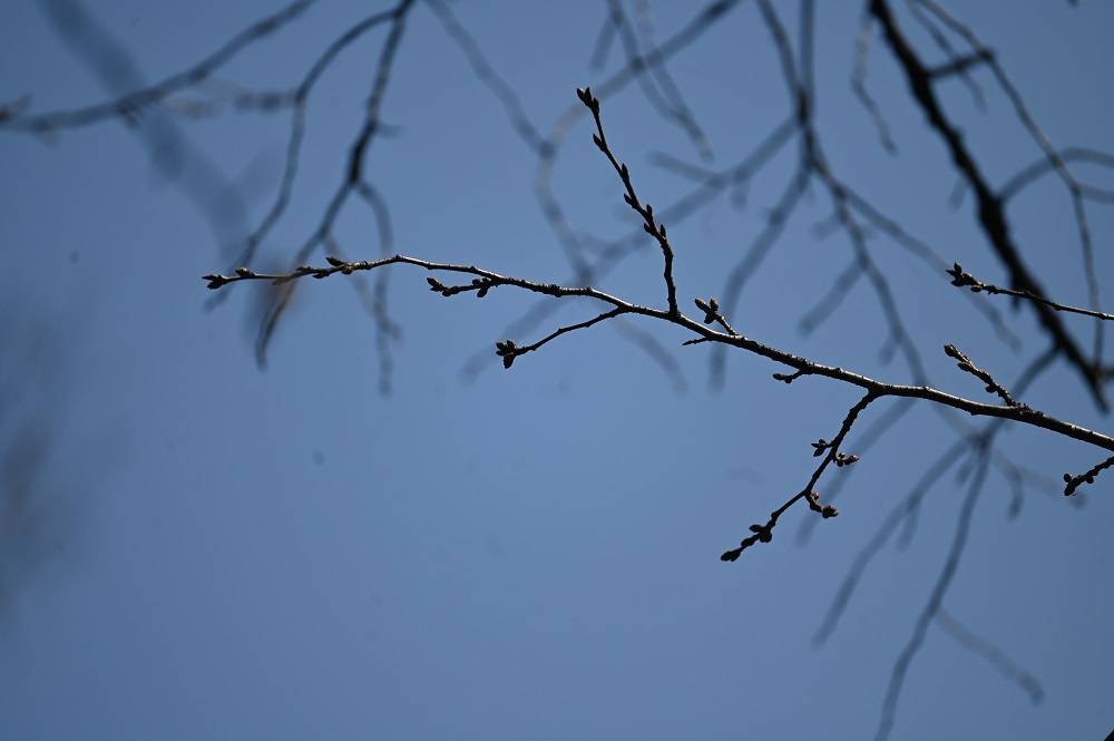 ライオン (2).jpg