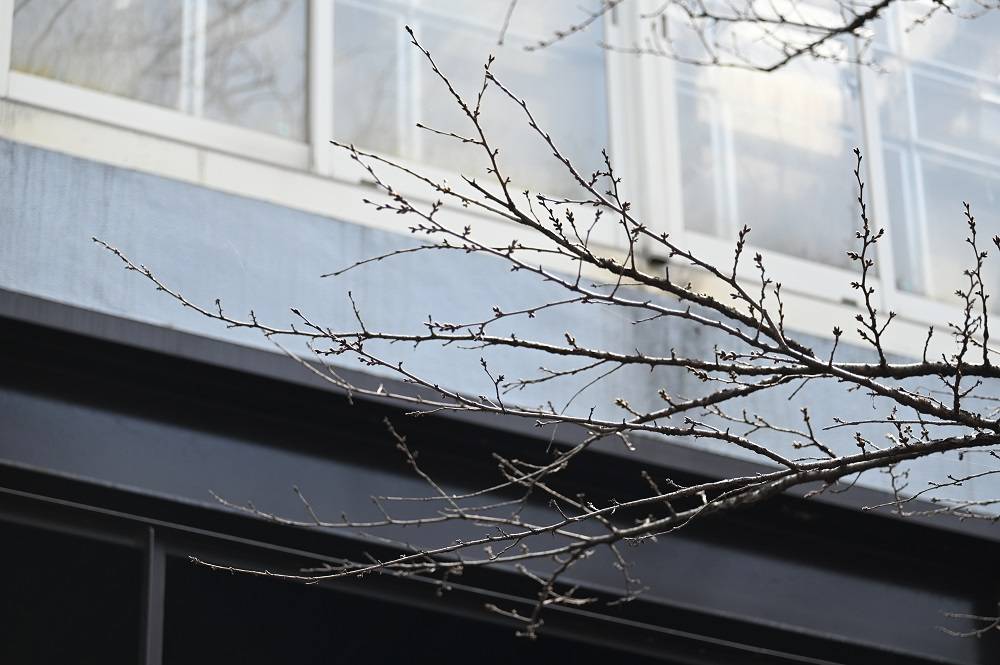 ライオン (3).jpg