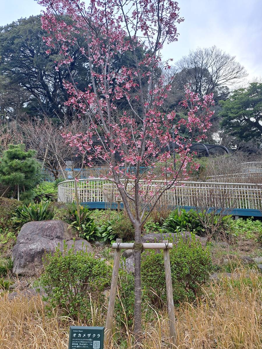 0308オカメザクラ縮小.jpg