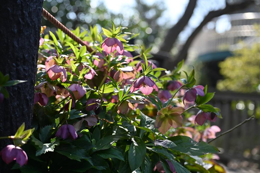 クリスマスローズ (5).jpg