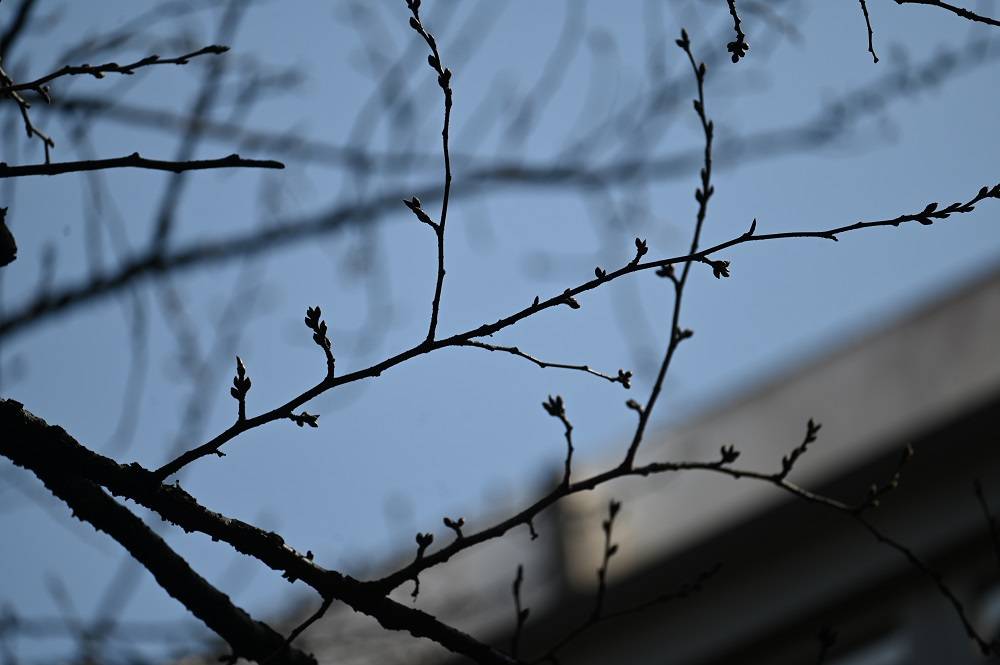 ライオン (1).jpg