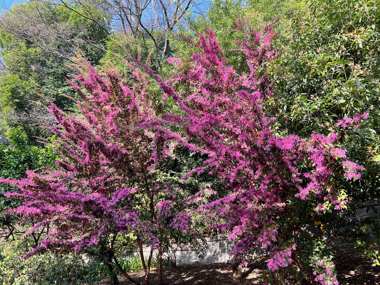 9_トキワマンサク ピンク.jpg