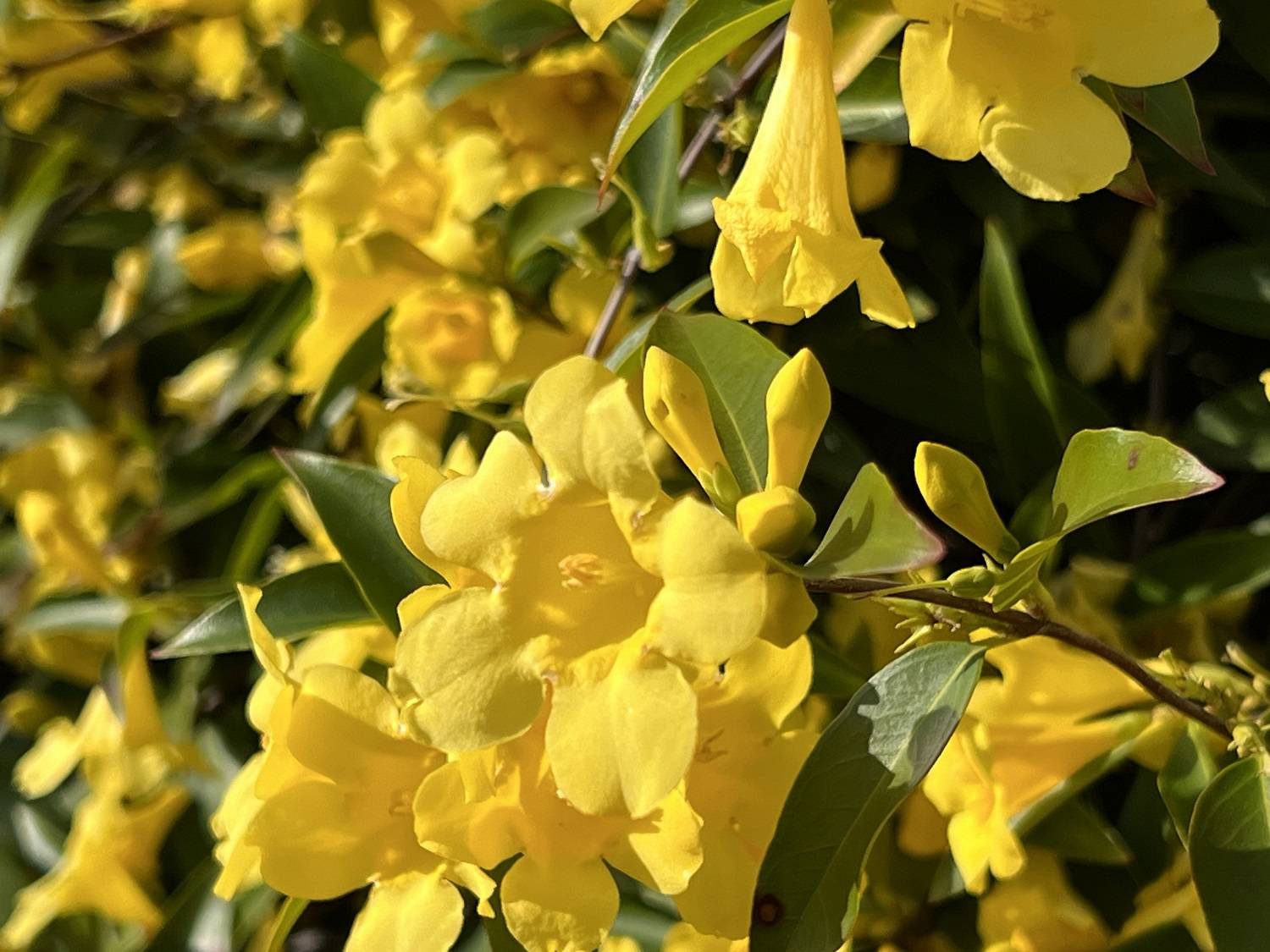 6_カロラインジャスミン アップ.jpg