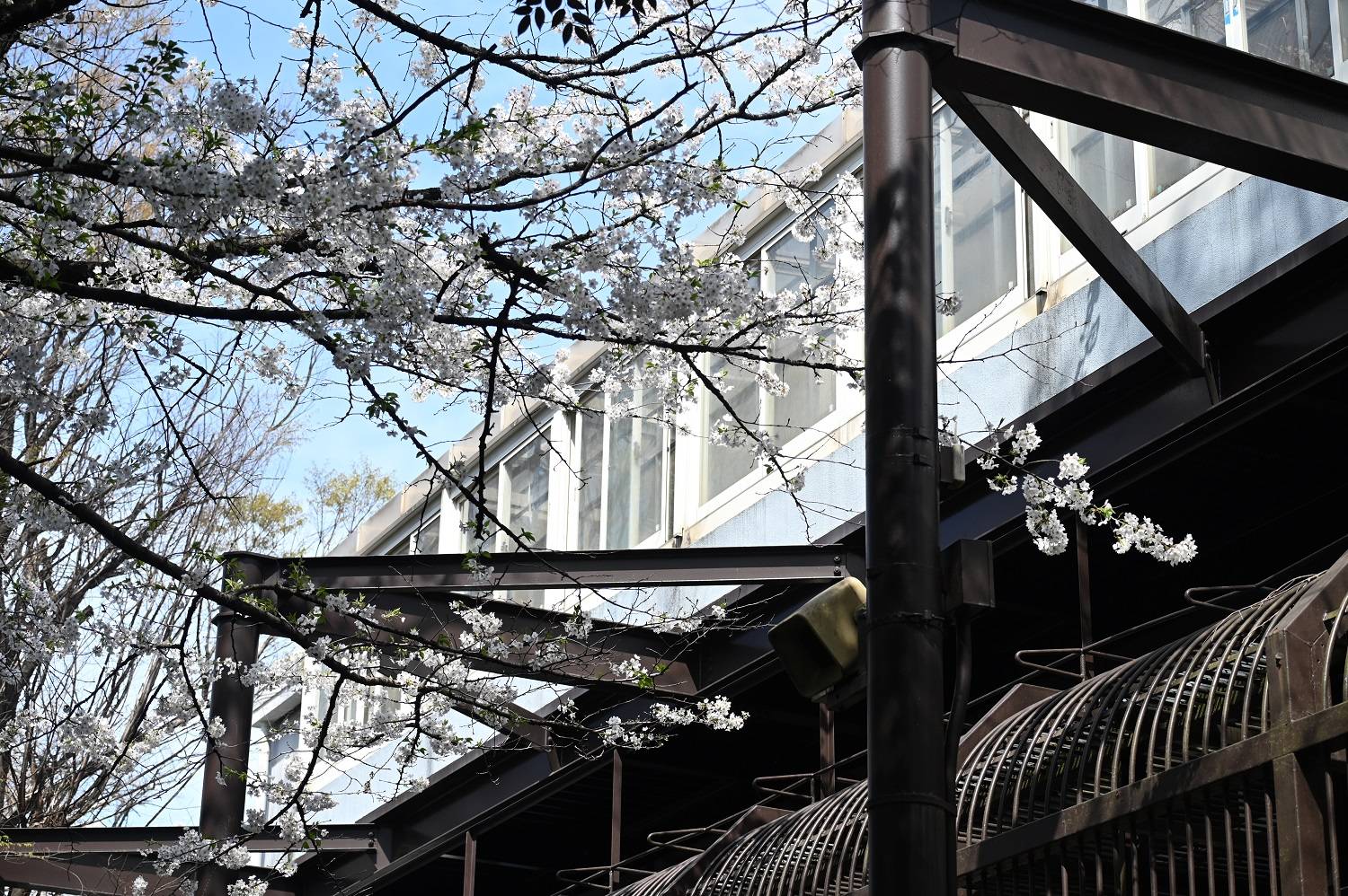 1ライオン (1).jpg