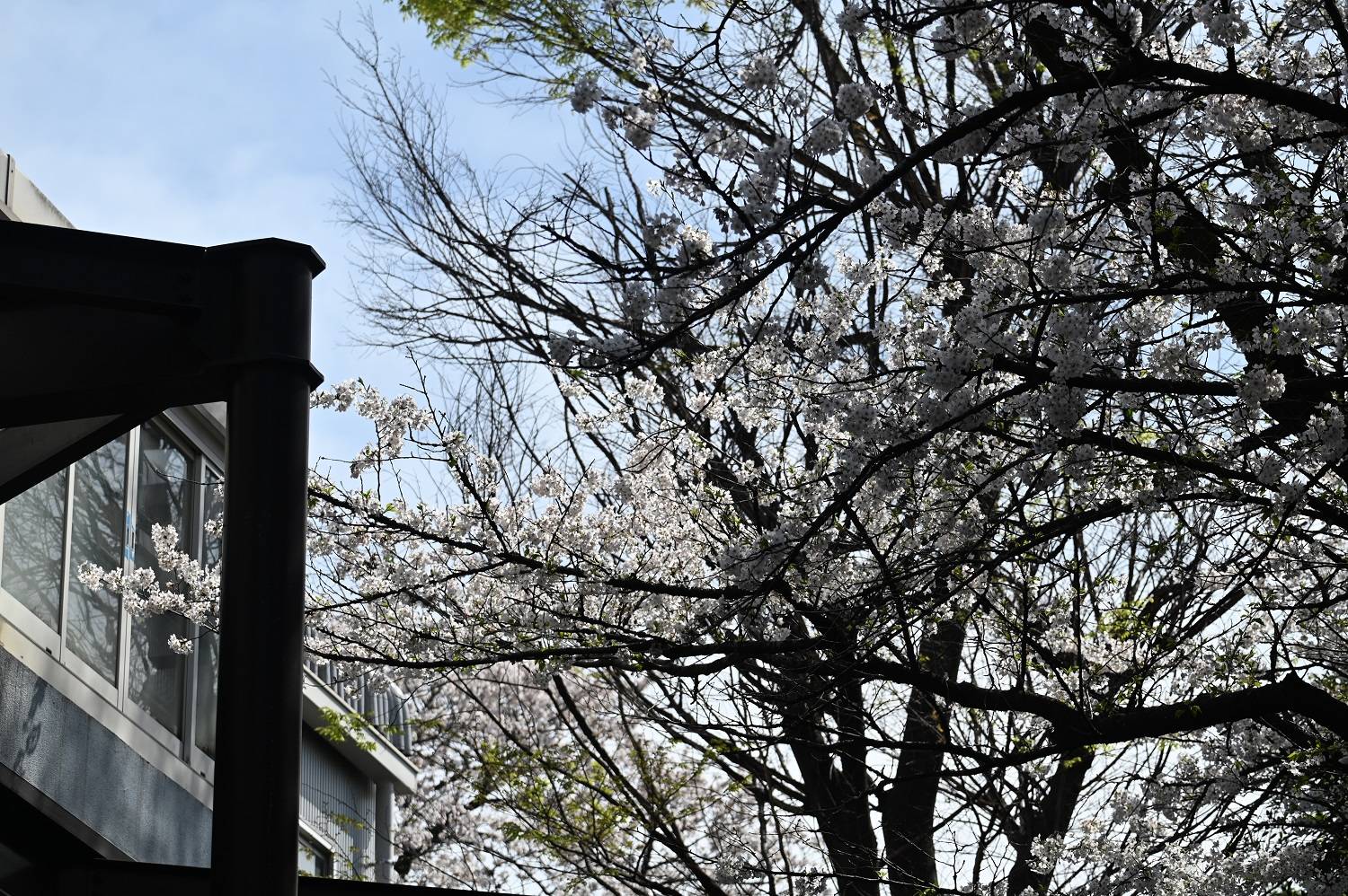 1ライオン (2).jpg