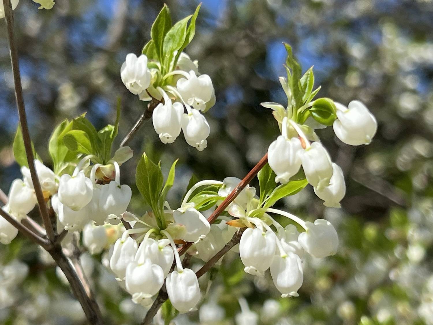 4_ドウダンツツジ アップ.jpg