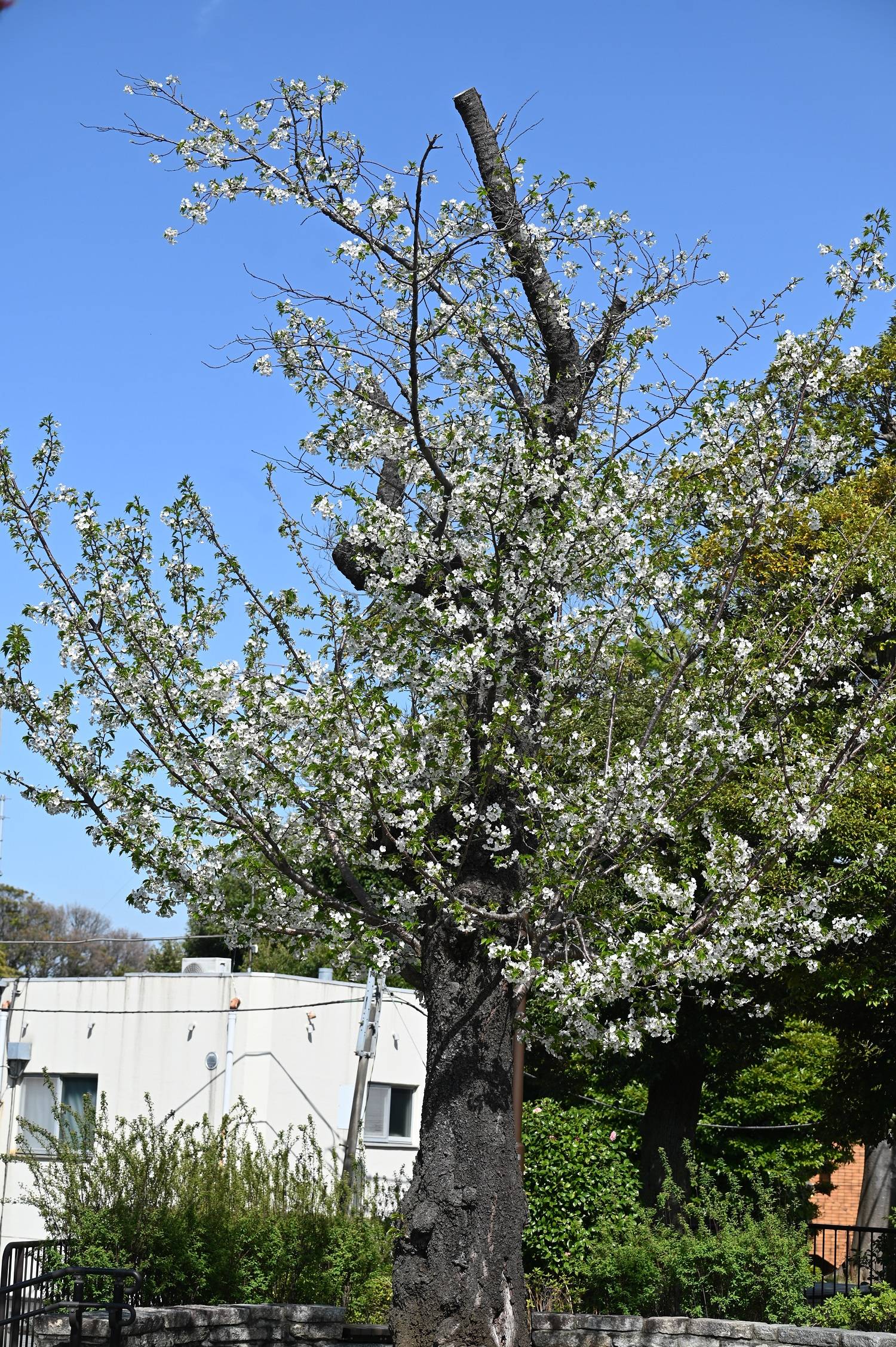 4ヤマザクラ (1).jpg