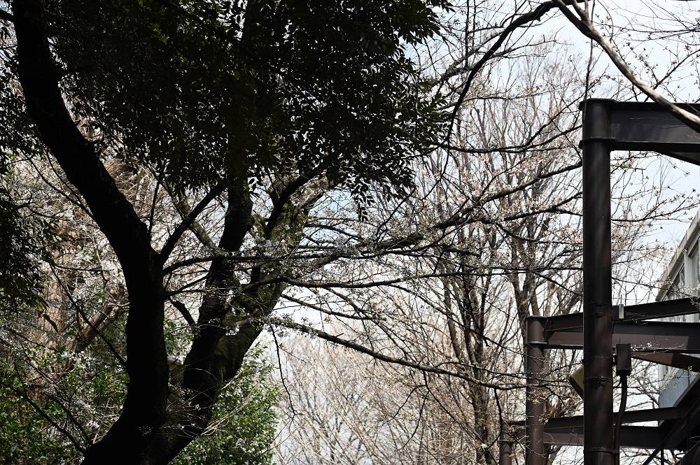 ライオン (1).jpg