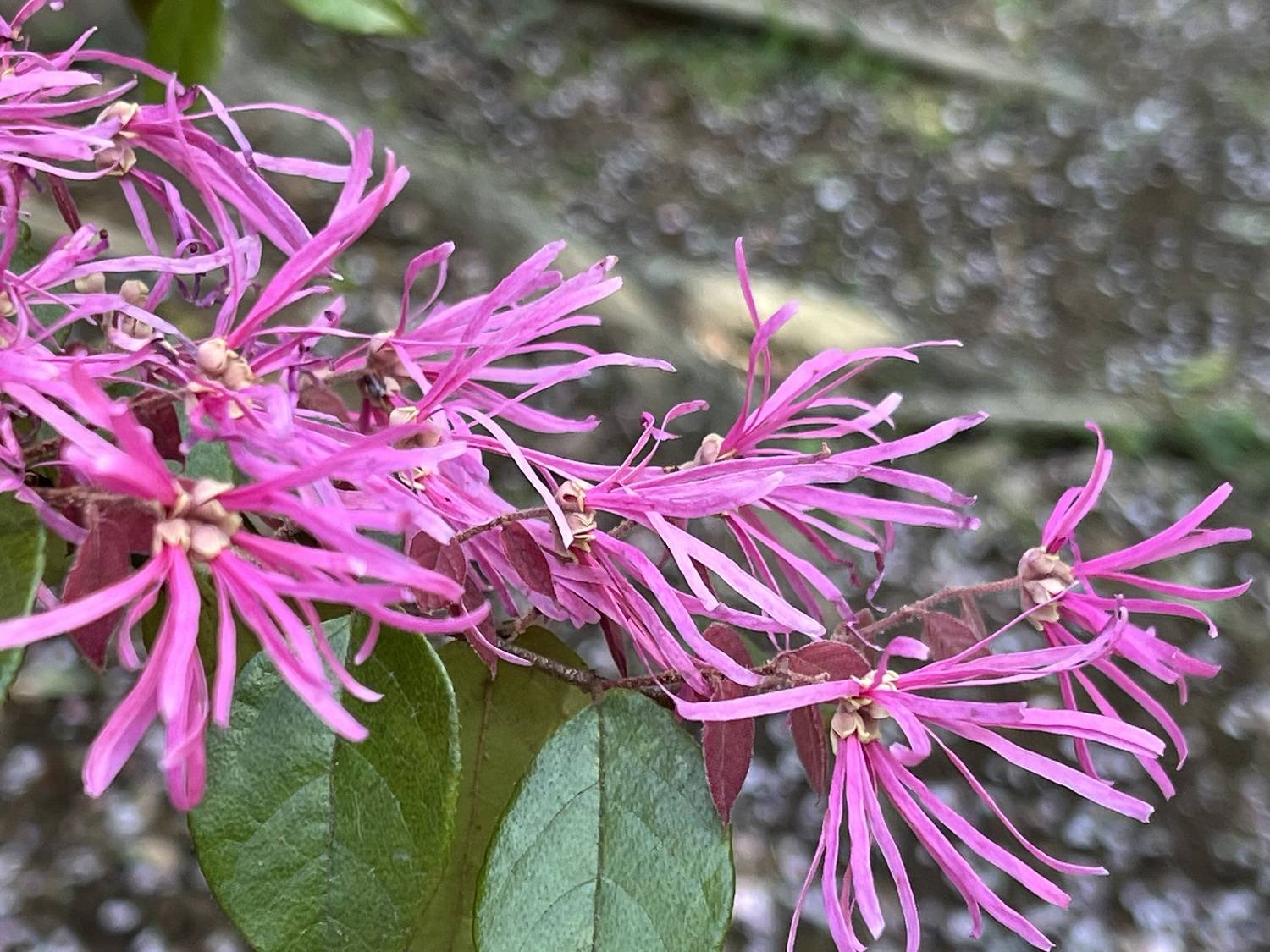 10_トキワマンサク ピンクアップ.jpg