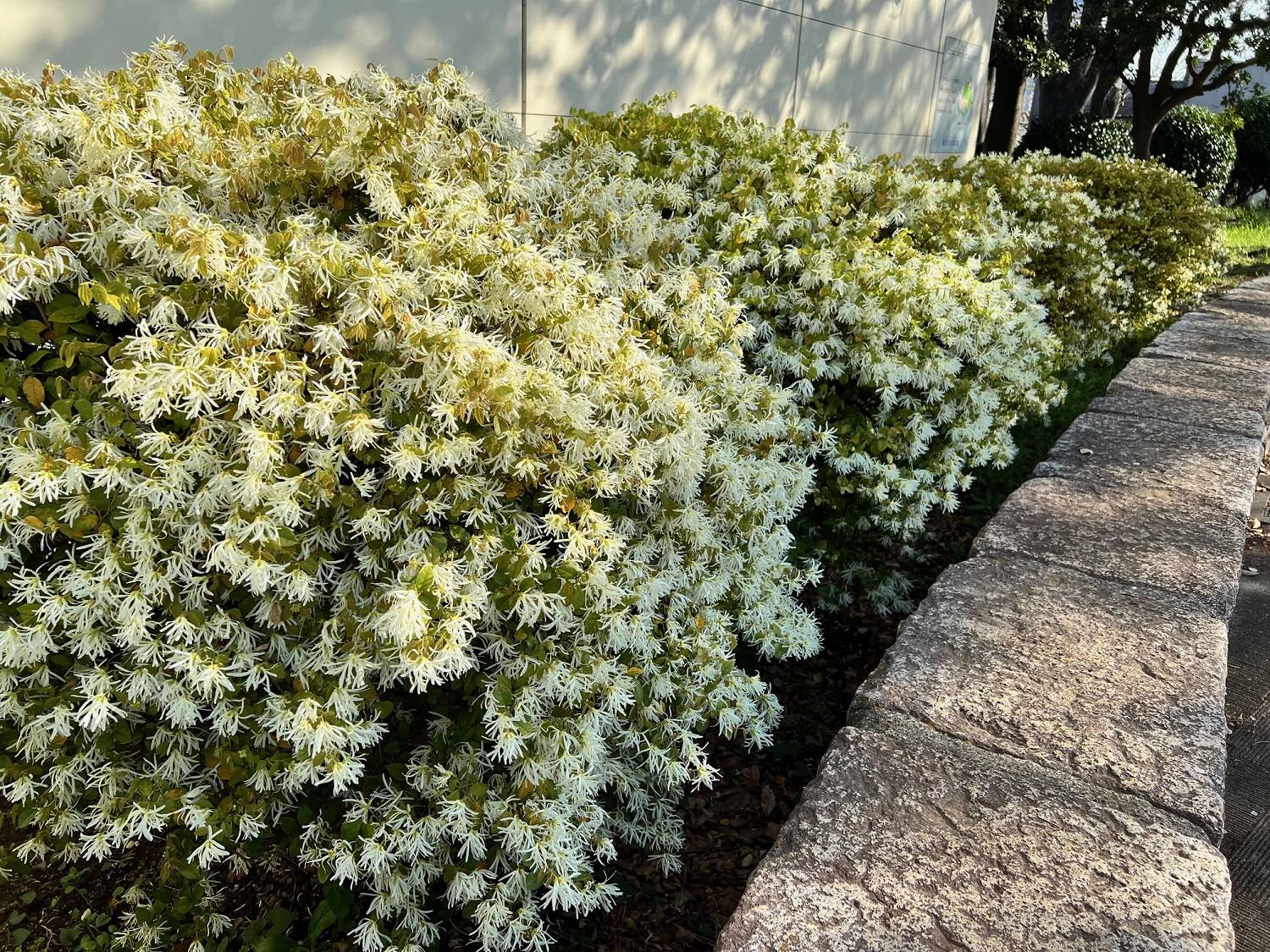 7_トキワマンサク 白.jpg