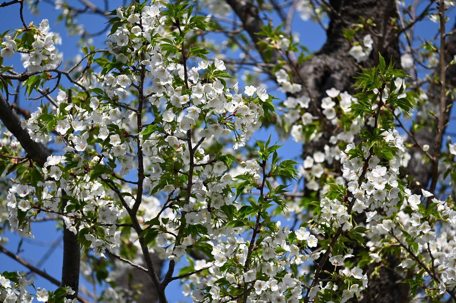 4ヤマザクラ (2).jpg