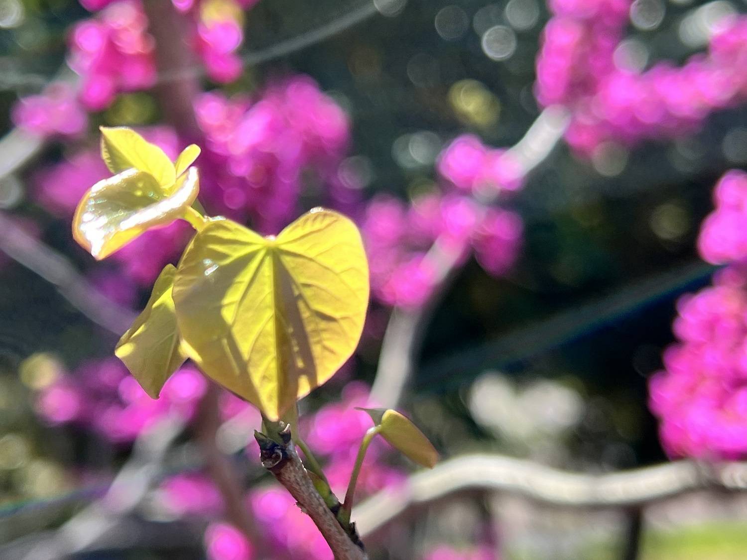 2_ハナズオウ 葉っぱ.jpg