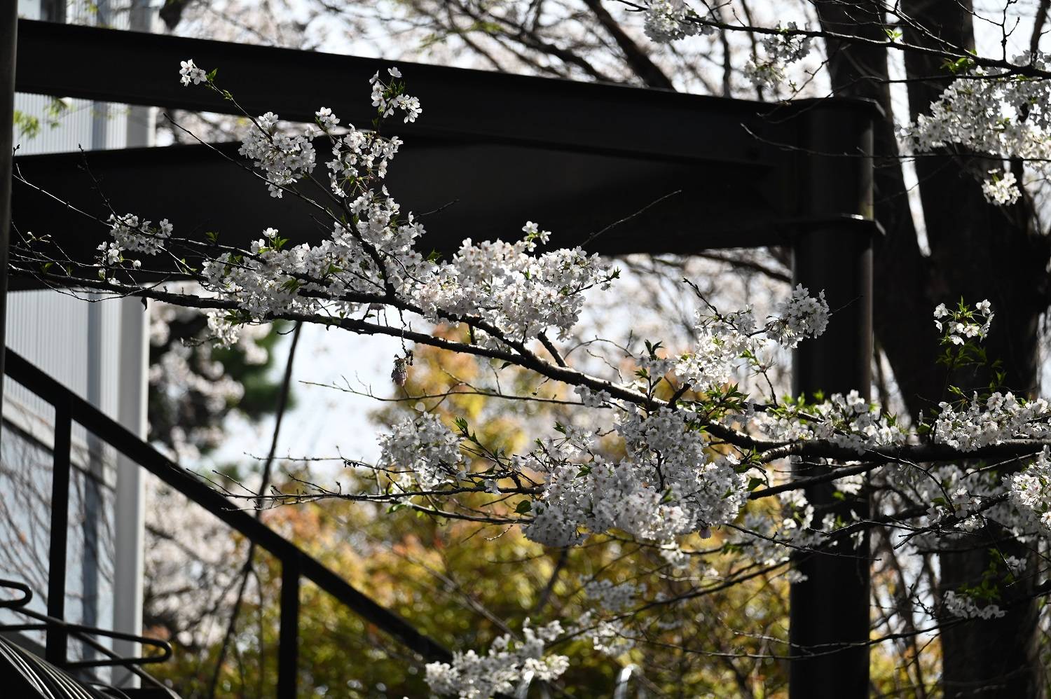 1ライオン (3).jpg