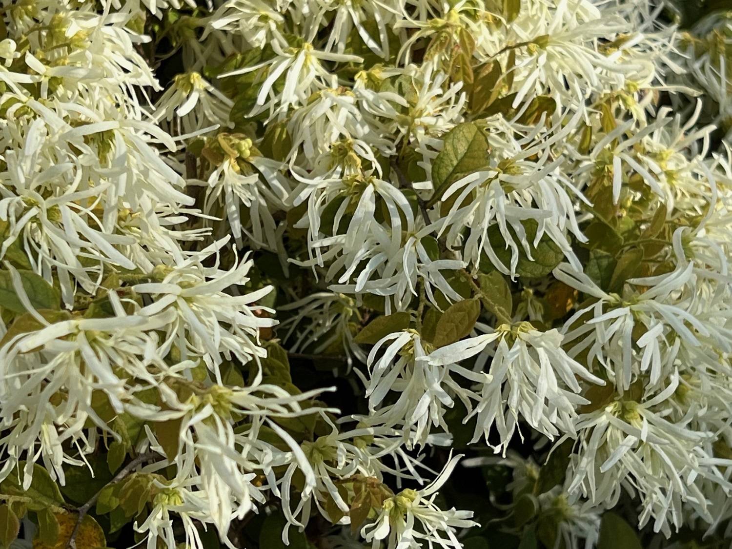 8_トキワマンサク 白アップ.jpg