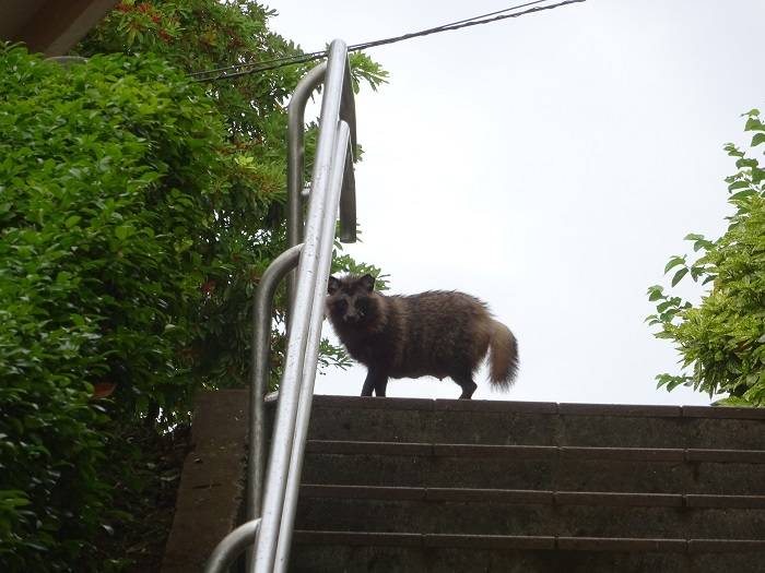 3.6.14動物園にいた野生のタヌキ.jpg