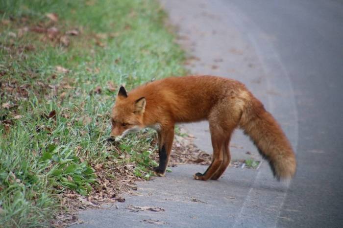キツネ.jpg