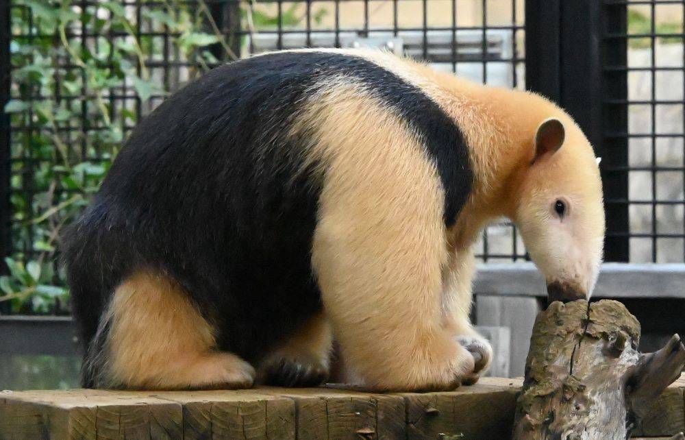 ミナミコアリクイ_オス  Web.jpg