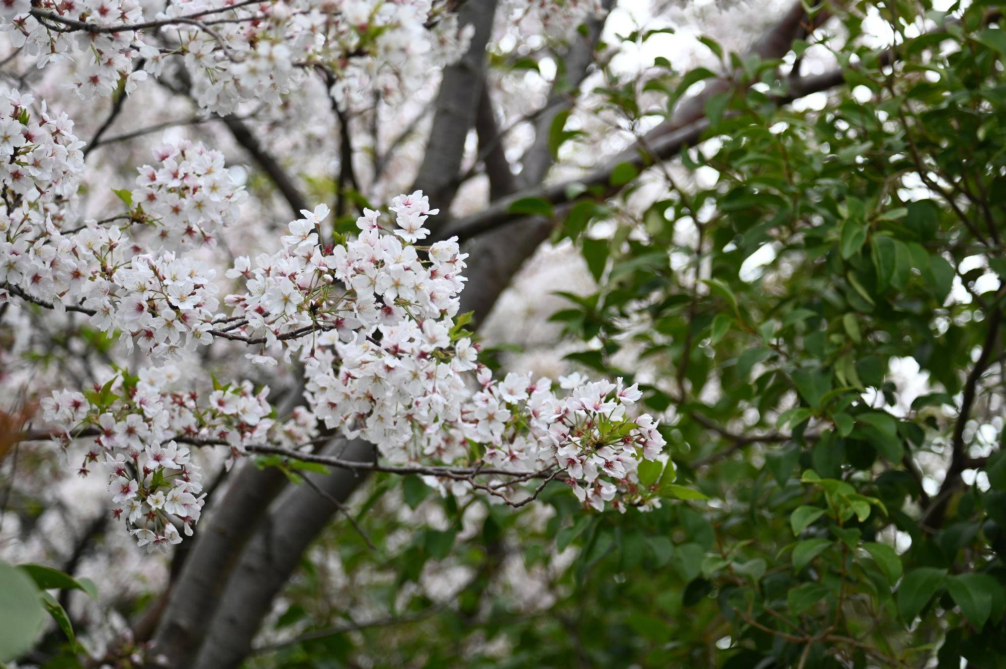 野毛山の桜.jpg
