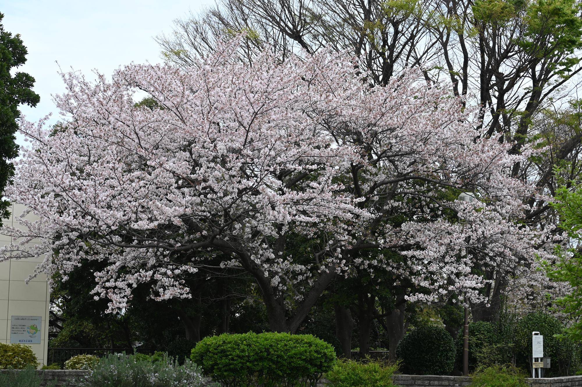野毛山公園の桜の木.jpg