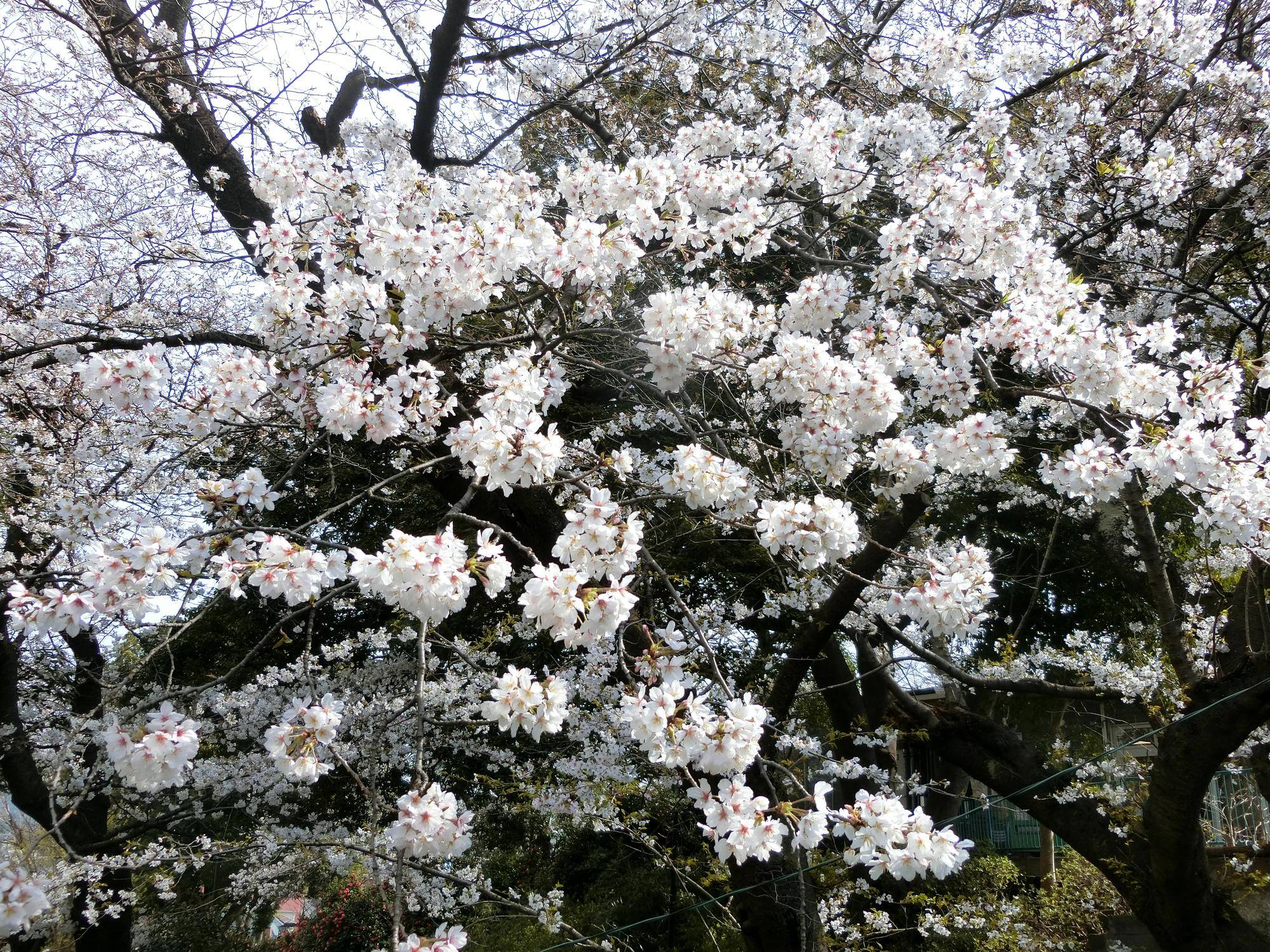 爬虫類館の階段から見てみた桜.jpg