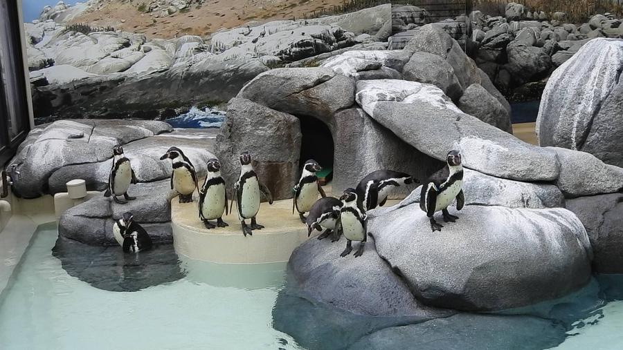 新展示場ペンギンたち.jpg