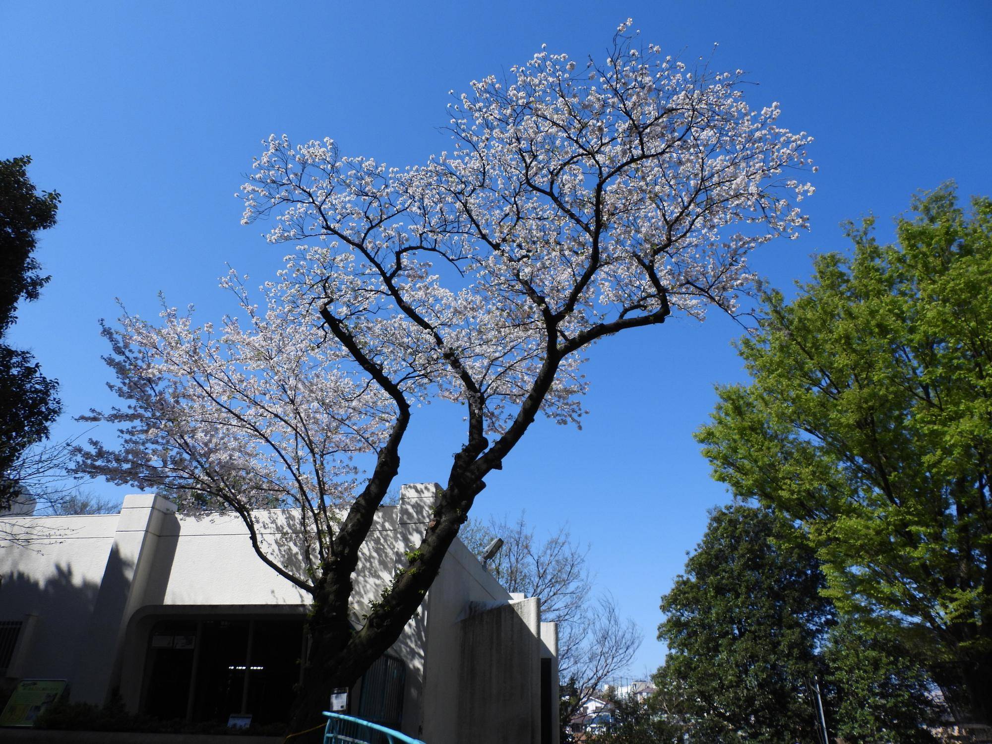 桜 キリン横.jpg