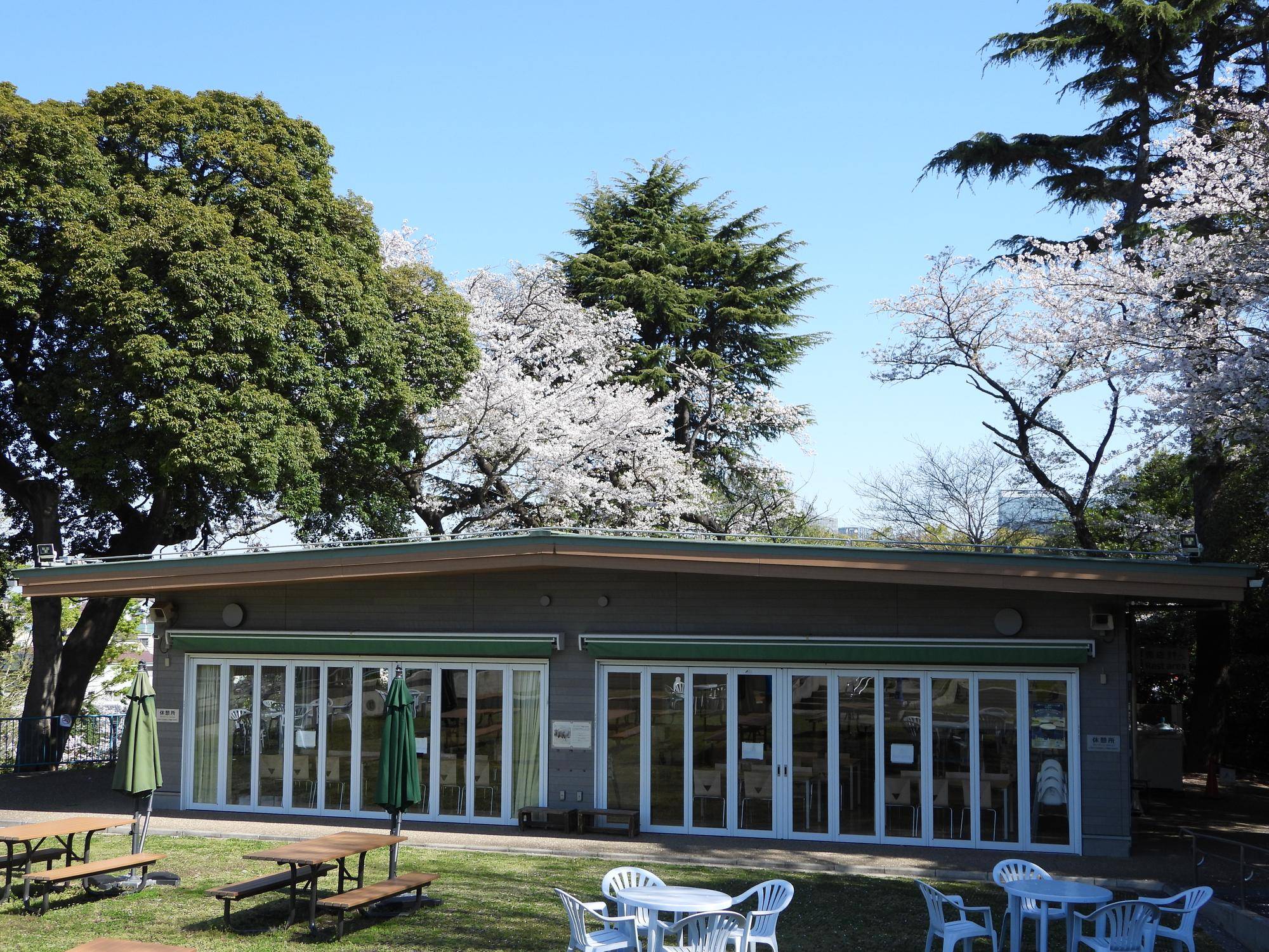 桜 ひだまり広場.jpg