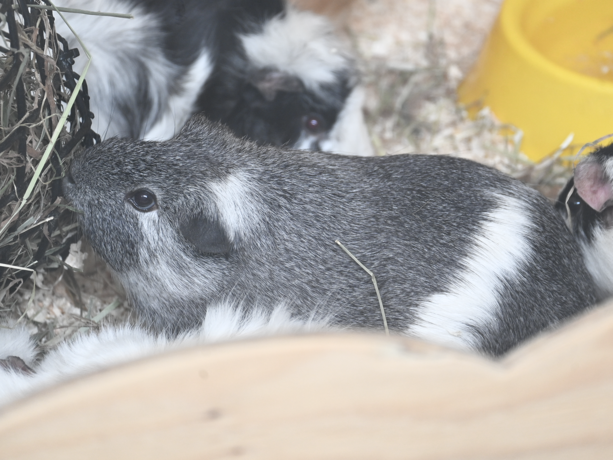 3名称未設定のデザイン (1).png