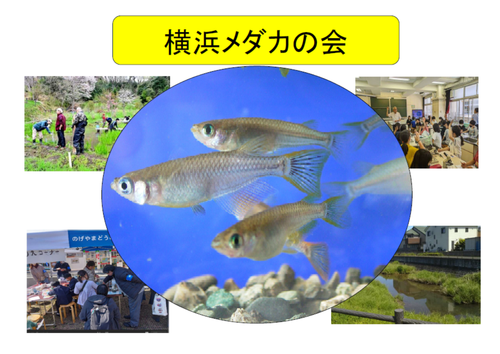 横浜メダカの会.png